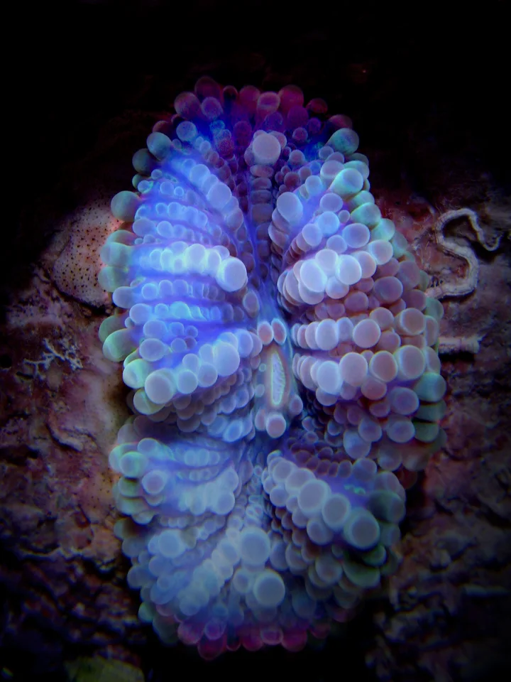 Blue-purple Ricordea yuma mushroom coral with rows of rounded vesicles; species example under aquarium actinic lighting.